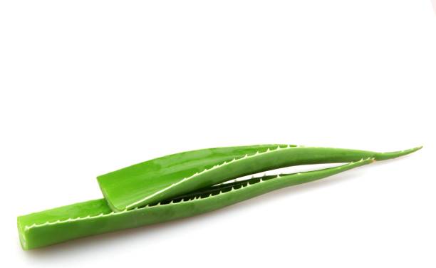 Closeup of aloe vera leaves under the lights isolated on a white background - medical concept A closeup of aloe vera leaves under the lights isolated on a white background - medical concept aleo vera stock pictures, royalty-free photos & images