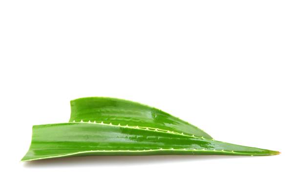Closeup of aloe vera leaves under the lights isolated on a white background - medical concept A closeup of aloe vera leaves under the lights isolated on a white background - medical concept aleo vera stock pictures, royalty-free photos & images