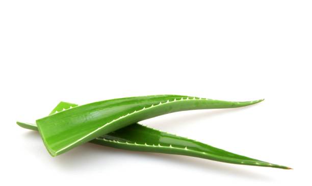 Closeup of aloe vera leaves under the lights isolated on a white background - medical concept A closeup of aloe vera leaves under the lights isolated on a white background - medical concept aleo vera stock pictures, royalty-free photos & images