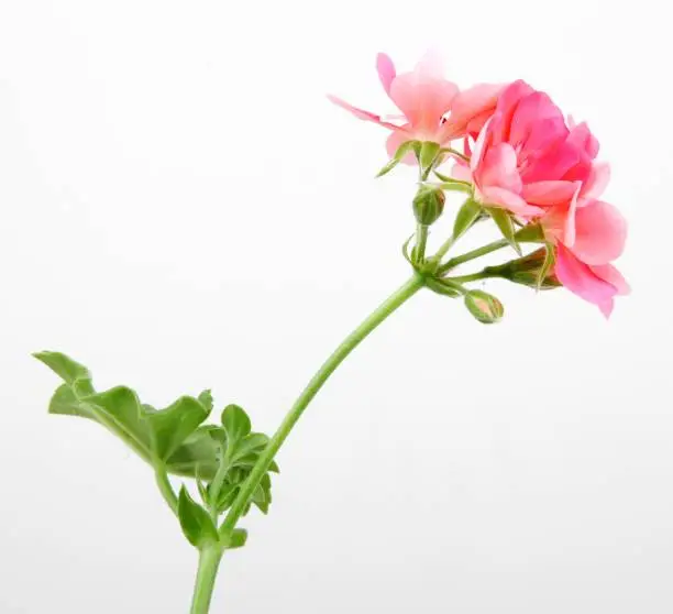 A closeup of pink ivy geraniums under the lights isolated on a white background