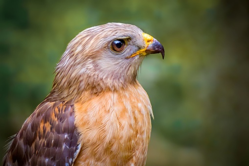 A selective focus view of a red-shouldered hawk from side profile