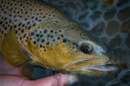 A human hand holding the head of Lahontan cutthroat trout in the net in water