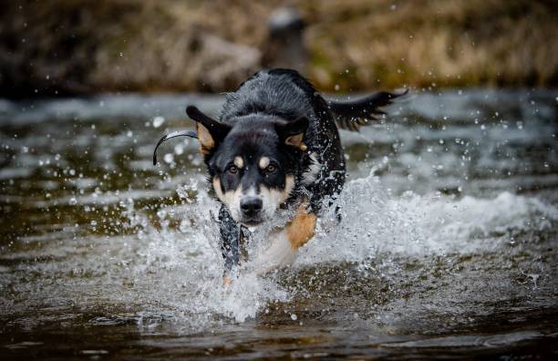 istock Lapponian herder running through the puddle splashing the water around 1437643724