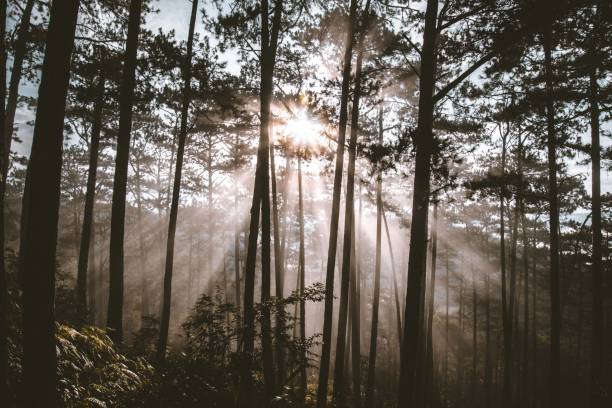 istock Beautiful forest scene during sunset with rays of sunlight hitting from in between of tree trunks 1437643727