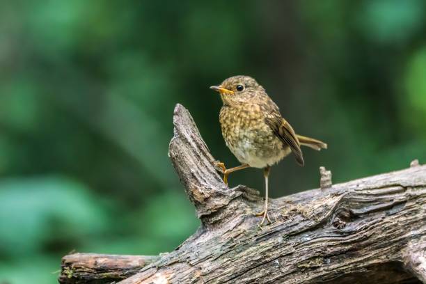 istock Juvenile European Robin 1437644293