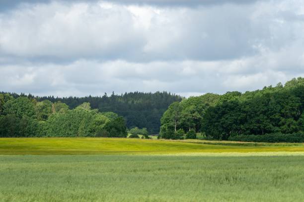 istock Field covered in grass and trees under the blue cloudy sky - great for wallpapers 1437644305