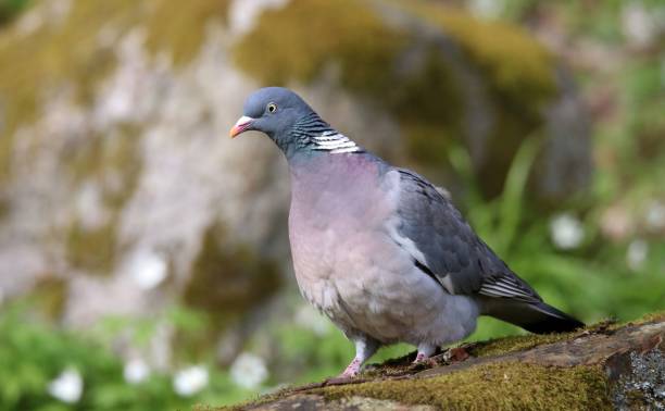 istock Closeup shot of a pigeon 1437644486
