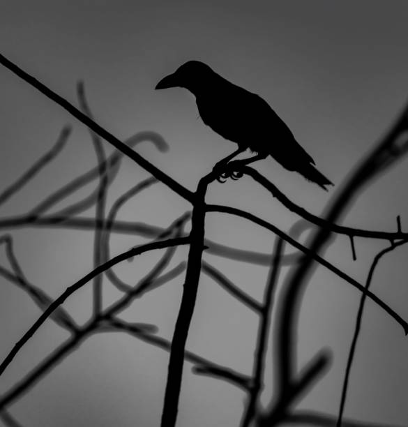 istock Silhouettel of a common raven bird perched on a branch of a tree 1437644819