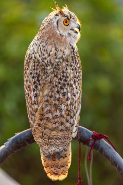 istock Selective focus view of an Eurasian eagle-owl with open beak from behind 1437644891