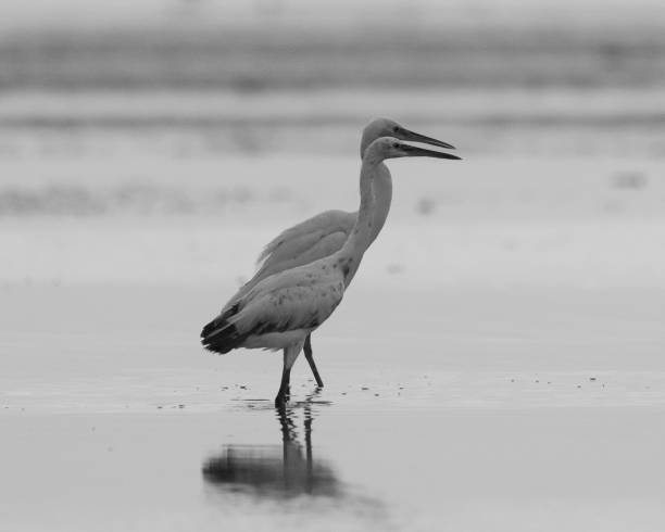istock Grayscale shot of two Herons walking on the beach 1437644899