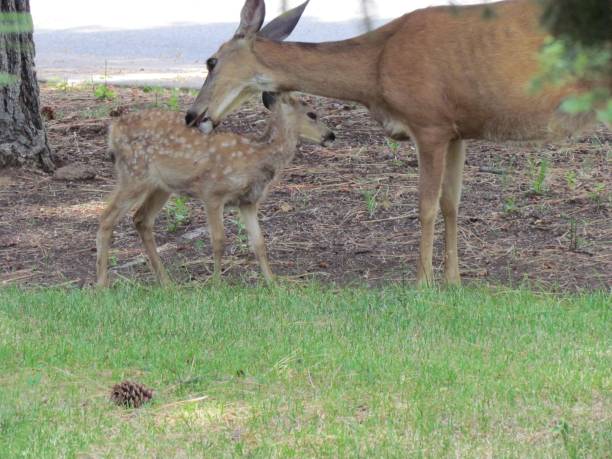 istock deer family in nature. 1437644902
