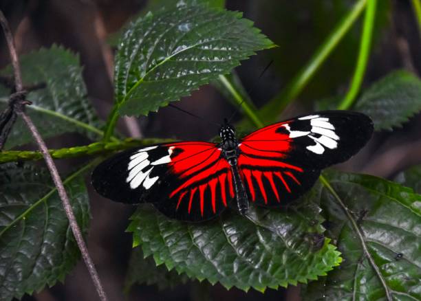 Closeup of a red postman butterfly on a leaf