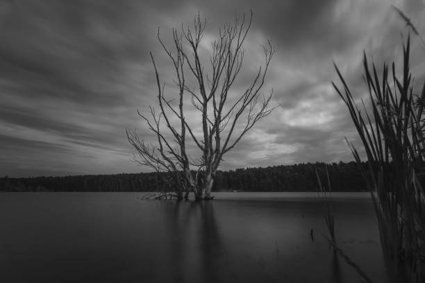 istock grayscale of a dead tree on the lake 1437645774