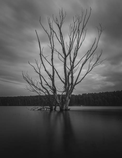 istock grayscale of a dead tree on the lake 1437645776