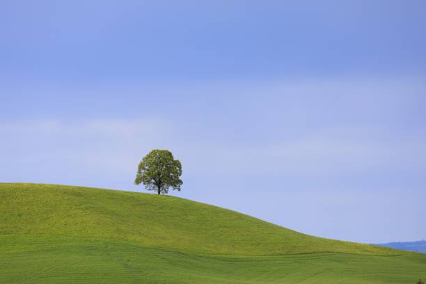A beautiful shot of a single tree on a hill with a clear blue sky background