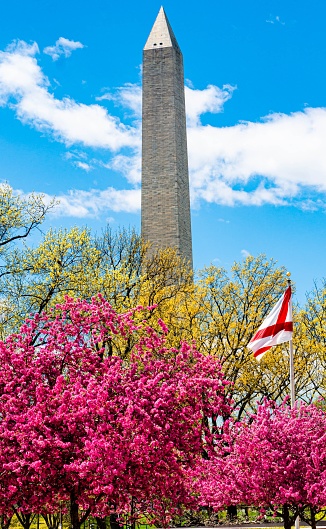 A vertical shot of the beautiful blooming trees with Washington Monument in the background. USA.