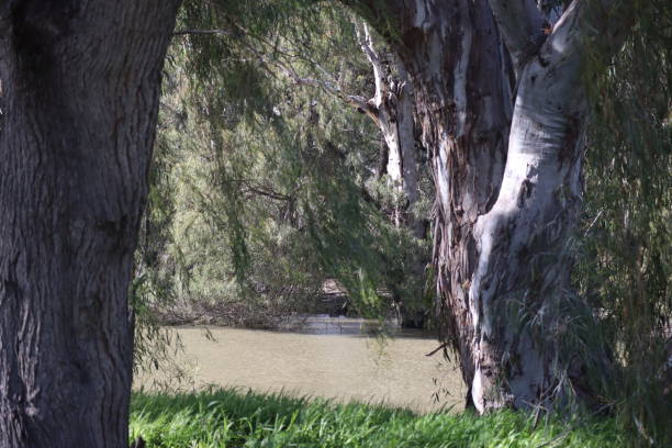 istock Australian Rivers and Gum Trees 1437646381