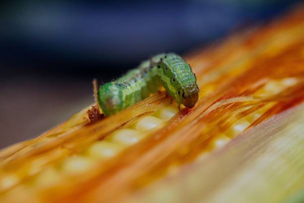 istock Macro closeup shot of a green worm on a yellow corn 1437646482