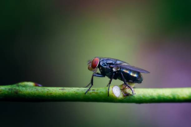 istock Selective focus shot of a colorful fly perched on a green branch 1437646555