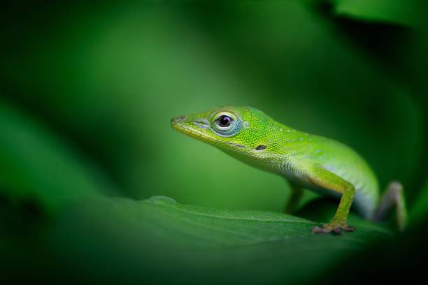 istock Beautiful selective focus shot of a bright green gecko on a leaf 1437646567