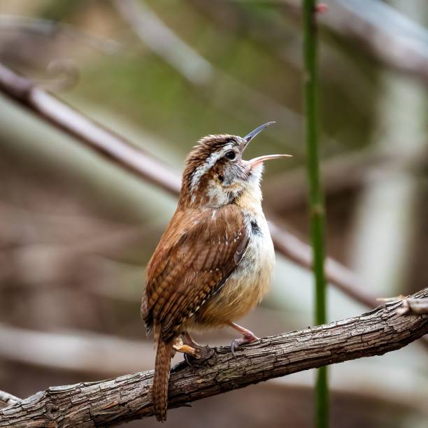 istock Carolina wren with an open beak perched on a tree branch 1437646670