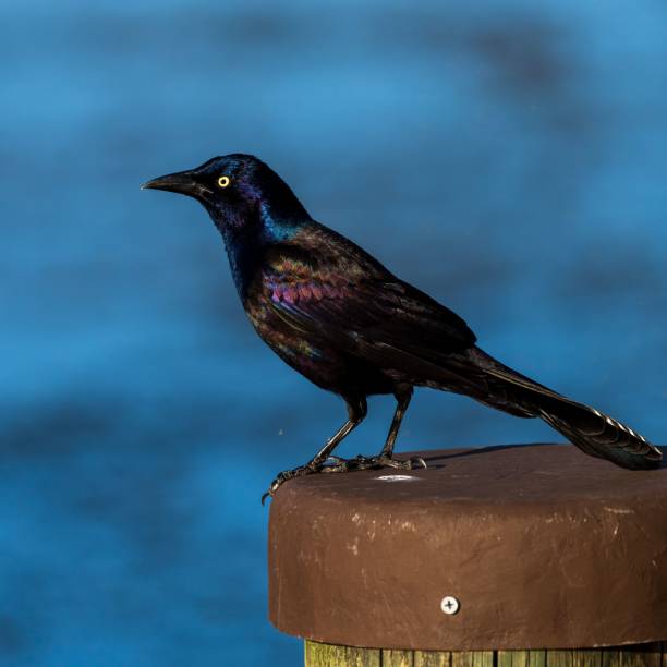 istock Closeup of a black grackle perched on a wooden post 1437646771