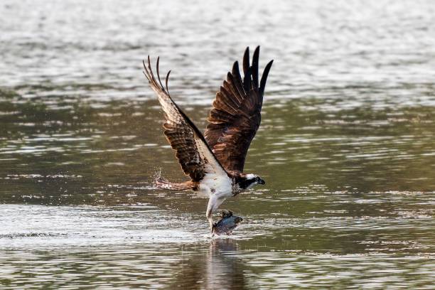 istock Osprey hunting fish with its wings raised high 1437646844