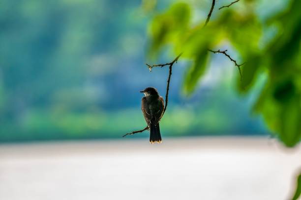 A closeup of an Eastern kingbird perched on a tree branch