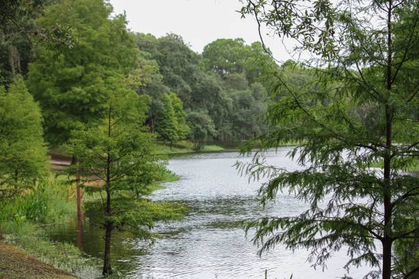 istock Landscape of a forest at the lake 1437647165