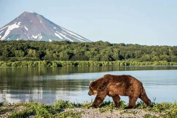 A brown bear near Kurile lake in front of Ilyinsky volcano in Kamchatka, Russia - perfect for wallpaper