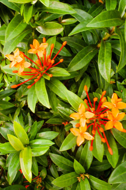 istock red and yellow flowers 1437648120