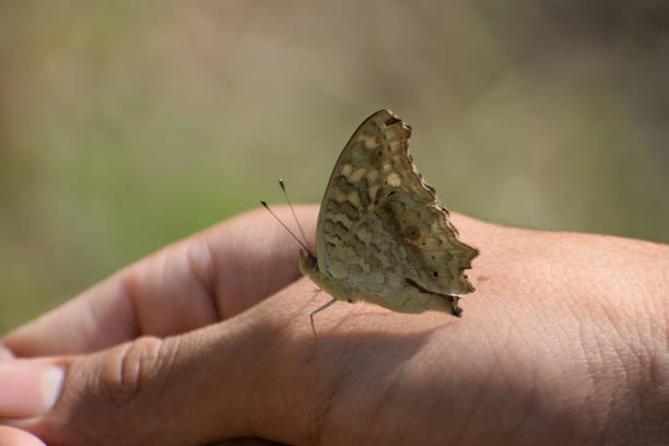 Junonia lemonias, the lemon pansy butterfly, butterfly sits on a human hand