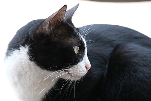 A black and white Thai cat with yellow pupils. Such cat can be typically spotted in both urban and rural areas in Thailand.