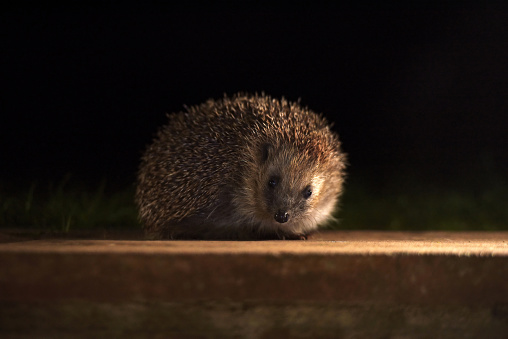 European Hedgehog At Night

Please view my portfolio for other wildlife photos.