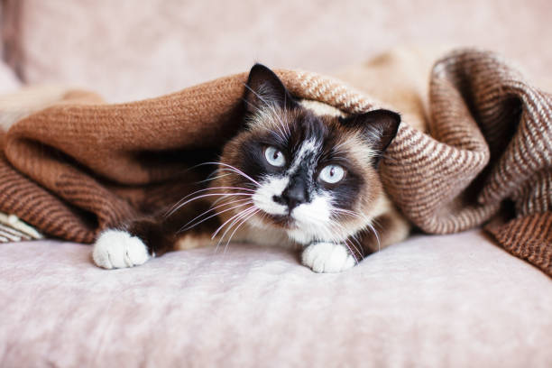 istock Cat in wool cozy blanket sitting on sofa 1437651760