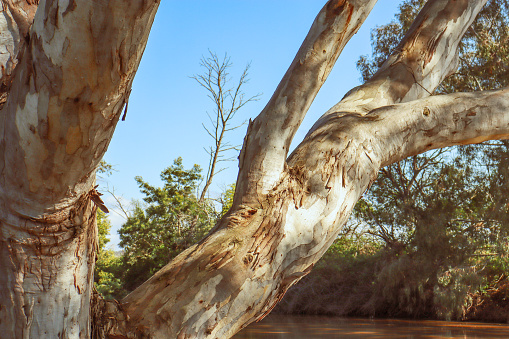 eucalyptus tree branch overhanging werribee river