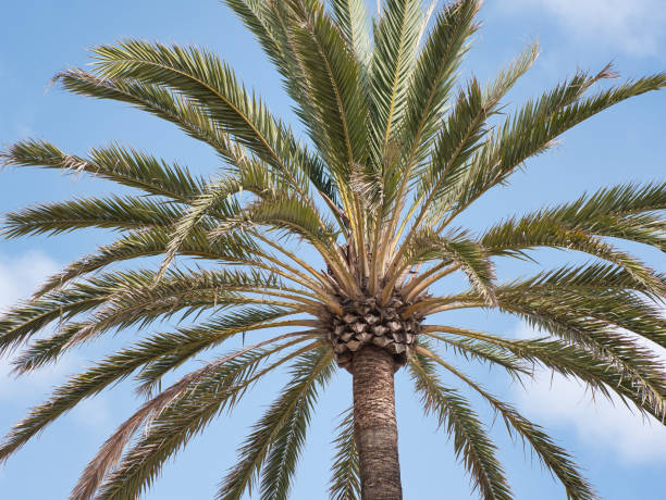 tronco y hojas de una palmera contra un cielo azul. vista parcial - treetop sky tree high section fotografías e imágenes de stock