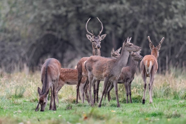 istock Herd of deer in the wild (Cervus elaphus) 1437653132