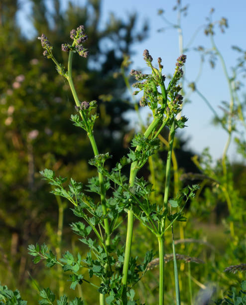 Chervil, Anthriscus cerefolium, French parsley or garden chervil blooming. White small flowers on high green stem on meadow against background of forest Chervil, Anthriscus cerefolium, French parsley or garden chervil blooming. White small flowers on high green stem on meadow against background of forest. cerefolium stock pictures, royalty-free photos & images