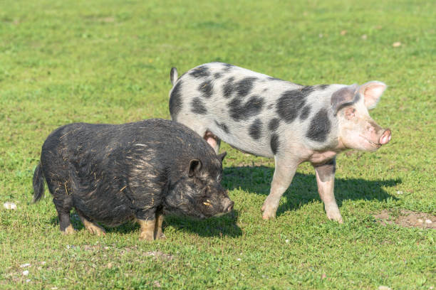 istock Dwarf pig in a pen in the spring. 1437653363