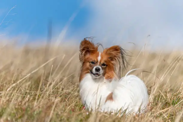 Continental Toy Spaniel on a walk in a meadow. France.