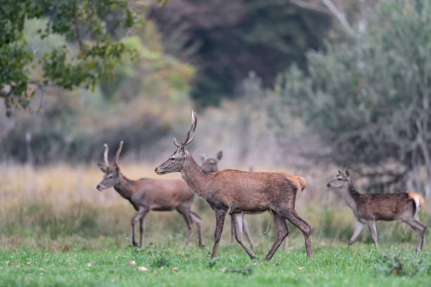 istock Herd of young deer at morning (Cervus elaphus) 1437653680