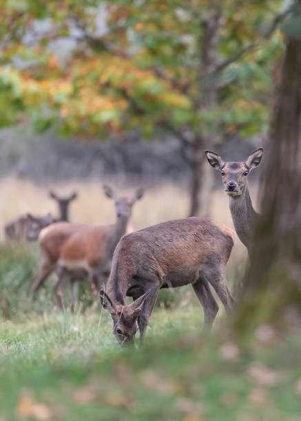 istock Vertical portrait of deer female behind tree trunk (Cervus elaphus) 1437653874