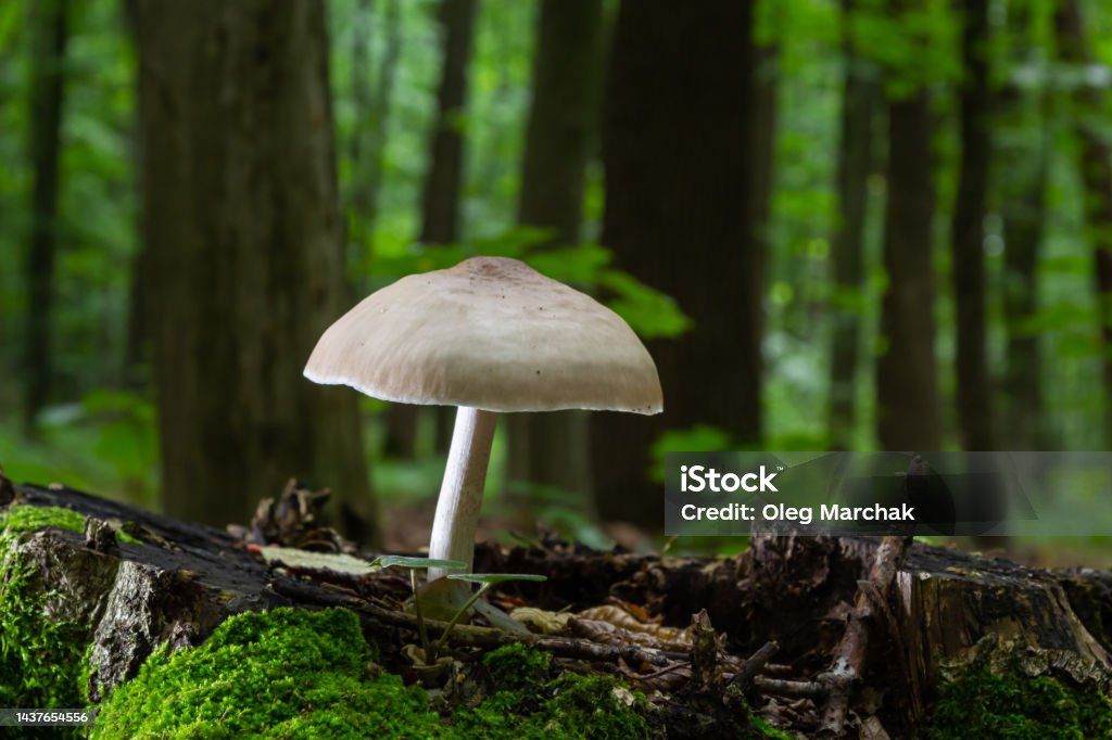 Volvariella gloiocephala je alsno známá jako houba velká pochva, růže-žábry grisette nebo strniště rosegill - Bez autorských poplatků Barevný obrázek Stock fotka