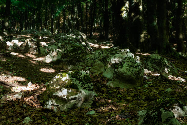 istock trees inside a woodland during a summer season 1437655081