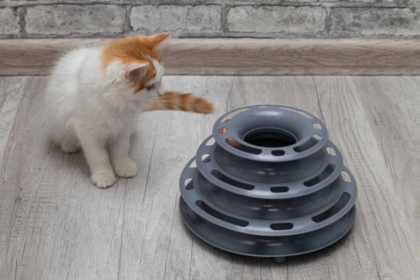 istock little kitten playing with kitten ball toy. 1437655145