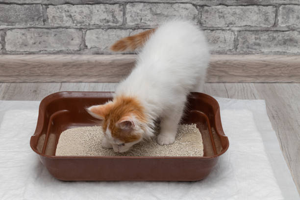 little kitten goes to the toilet in the tray little kitten goes to the toilet in the tray. litter box training. raising a kitten accustom stock pictures, royalty-free photos & images