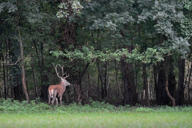 istock Red deer male in the wild (Cervus elaphus) 1437656014