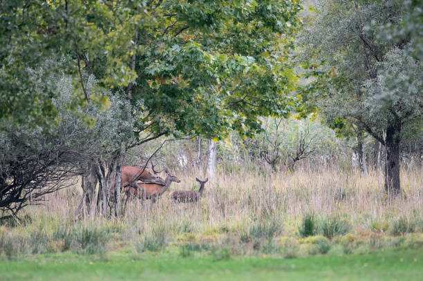 istock The mating season, red deer in the wild (Cervus elaphus) 1437656016