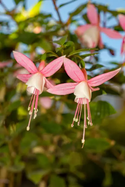 Two Fuchsia flowers hanging in a Hertfordshire garden on a nice autumn day.